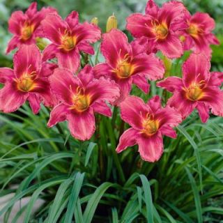 Daylily Grape Magic Dormant Plants (Pack of 8) 70325