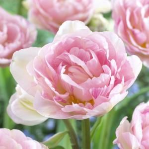 Martha Stewart Living Tulip Angelique Dormant Bulbs (54 Pack) 70347