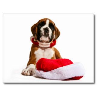 funny Christmas dog boxers puppy Post Card