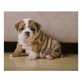 English bulldog puppies poster