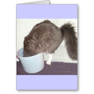 Get Well Soon Cat Greeting Cards