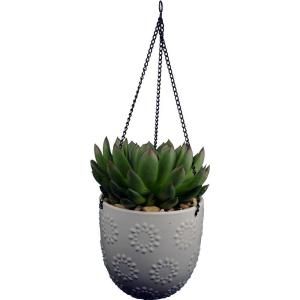 6 in. Altman Plants Echeveria in White Ceramic Hanging Pot DISCONTINUED 0881016