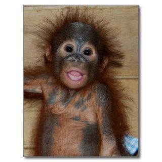 Precious Baby Orangutan in Diapers at Orphanage Post Cards