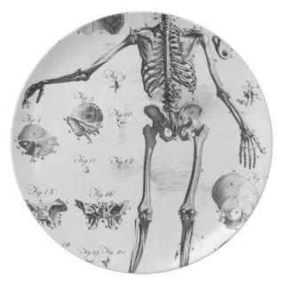 Anatomy:The Human Skeleton Frame Plate
