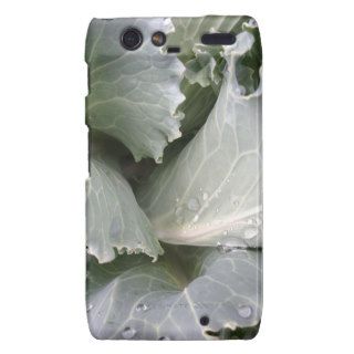 Cabbage Anyone Droid RAZR Cover