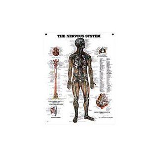 Peter Bachin Anatomical Chart Series   Nervous System : Prints : Everything Else