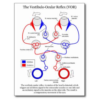 Vestibulo Ocular Reflex VOR Eye Movement Stabilize Post Cards