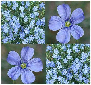 1, 500 BLUE FLAX Flower Seeds LEWIS FLAX Attracts BIRDS & BUTTERFLY ~ PERENNIAL ~ : Flowering Plants : Patio, Lawn & Garden