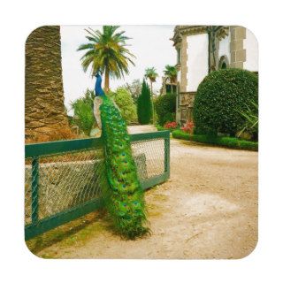 Peacock near a castle in northern Portugal. Coaster