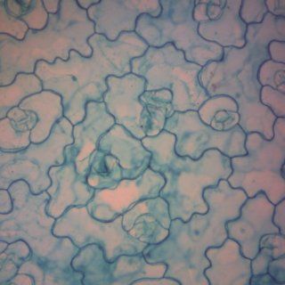 Monocot and Dicot Leaf Epidermis, w.m. Microscope Slide: Industrial & Scientific