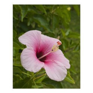 Cook Islands, Atiu. Hibiscus flower. Posters