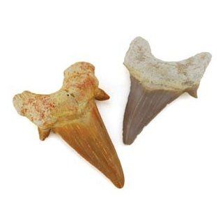 Shark Tooth   Childrens Paleontology Kits