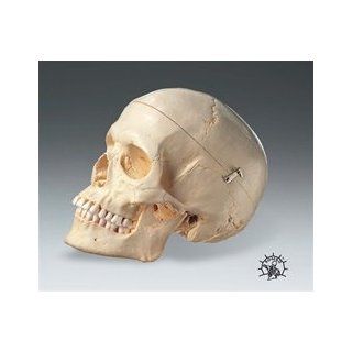 Female Human Skull: Industrial & Scientific