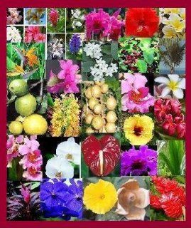 Hawaiian Tropical Gardens Of The Month Club   3 Months : Abutilon Plants : Patio, Lawn & Garden