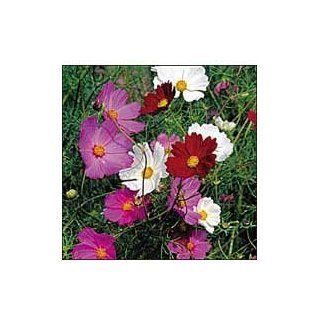 Seed Savers Exchange 0837 Open Pollinated Flower Seeds, Sensation Mixture, 250 Seed Packet (Discontinued by Manufacturer)  Flowering Plants  Patio, Lawn & Garden