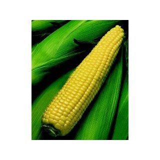Kandy King Corn   300 Seeds   VALUE PACK! : Vegetable Plants : Patio, Lawn & Garden