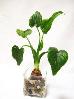 9GreenBox   Dwarf Elephant HEART Ear w/ Glass Vase & Pebble ALOCASIA Buddhas Hand Live Houseplant : Live Indoor Plants : Grocery & Gourmet Food