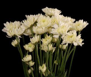 Pom (Claire. Zembla. Baltica. Maisy) Pure White Cushion POMS MUMS. : Fresh Cut Format Chrysanthemum Flowers : Grocery & Gourmet Food