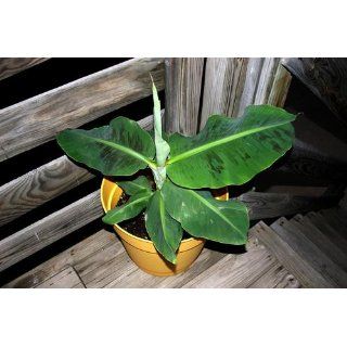 Hirt's Super Dwarf Patio Banana Plant   Musa   Great House Plant   4" Pot : Live Indoor House Plants : Grocery & Gourmet Food
