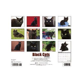 Black Cats 2013 Wall Calendar: Willow Creek Press: 9781607555117: Books