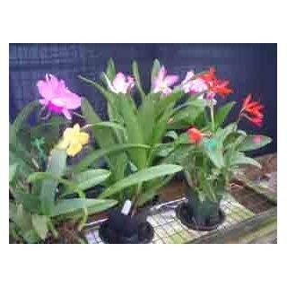 Cattleya Orchid Alliance Hybrids, Economy Special Collection  Orchid Plants  Grocery & Gourmet Food