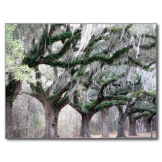 Charleston Oaks Postcards