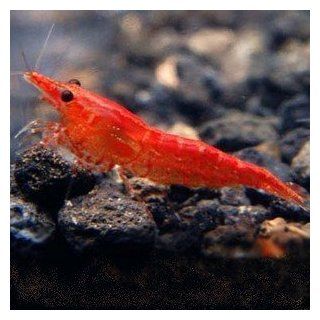 10 Live Freshwater Sakura Fire Red Cherry Shrimp (Breeding age young adults) + Java Moss by InvertObsession  Live Water Plant  