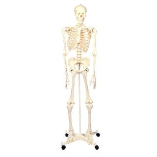 Large Plastic Skeleton with Stand, 5.5' Tall: Industrial & Scientific