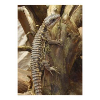 East African Spiny Tailed Tropical Girdled Lizard Custom Announcement