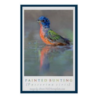 Painted Bunting Poster