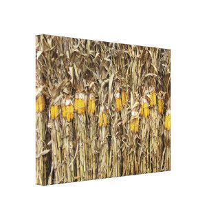 Dried Corn Stalk Decorations Gallery Wrap Canvas