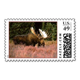 Igloo   Moose Postage Stamps