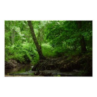 Lush Forest Creek Print or Poster
