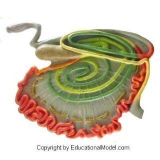 Ox Cow Digestive Tract Intestine System 3D Veterinary Model Anatomical Educational Animal Anatomy: Industrial & Scientific