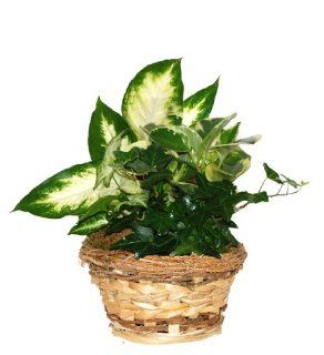 Gift Dish Garden with Live Tropical Foliage Plants : Live Outdoor Plants : Patio, Lawn & Garden
