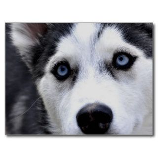 Blue Eyed Husky  Postcard