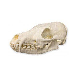 Red Fox Skull (Teaching Quality Replica): Industrial & Scientific