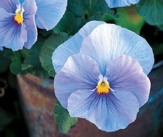 Heavenly Blue Pansy Flower Seeds 50 Stratified Seeds : Pansy Plants : Patio, Lawn & Garden