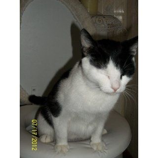 CitiKitty Cat Toilet Training Kit : Litter Boxes : Pet Supplies