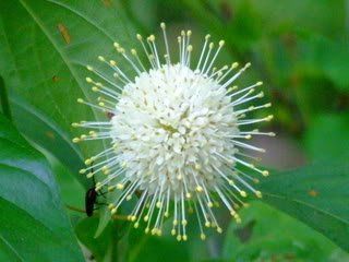 50 BUTTONBUSH / HONEYBALL Cephalanthus Occidentalis Flower Bush Shrub Seeds : Shrub Plants : Patio, Lawn & Garden