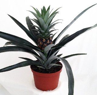 Fruiting Pineapple Plant   Ananas comosus   Great Indoors/Out   6" Pot : Pine Apple Plant : Patio, Lawn & Garden
