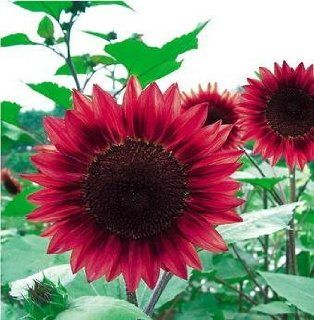 SD1307 Red Fortune Seeds, Helianthus Seeds, Fresh Flower Seeds, 60 Days Money Back Guarantee (15 Seeds) : Flowering Plants : Patio, Lawn & Garden