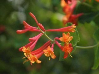 Native Coral Honeysuckle (Lonicera sempervirens) : Flowering Plants : Patio, Lawn & Garden