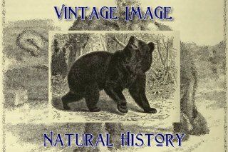 7.5cm x 5cm (3" x 2") Acrylic Fridge Magnet Vintage Natural History Image American Black Bear   Refrigerator Magnets