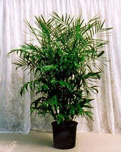 Bamboo Palm 10 Seeds   Chamaedorea florida : Tree Plants : Patio, Lawn & Garden
