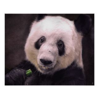 Giant Panda Bear Poster