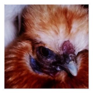 Vella Luce (Buff Silkie) Posters