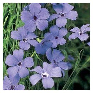 Outsidepride Viscaria Blue Angel   5000 Seeds : Flowering Plants : Patio, Lawn & Garden
