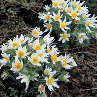 Outsidepride Anemone Pulsatilla White   500 Seeds : Flowering Plants : Patio, Lawn & Garden