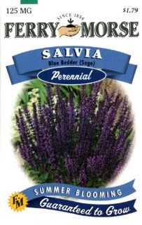 Ferry Morse Perennial Flower Seeds 1133 Salvia   Blue Bedder (Sage) 125 Milligram Packet (Discontinued by Manufacturer) : Flowering Plants : Patio, Lawn & Garden